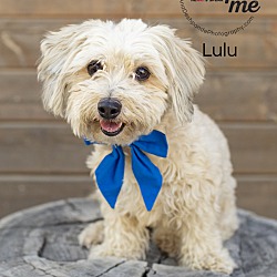 Thumbnail photo of Lulu #1