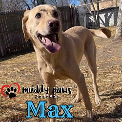 Photo of Max (Courtesy Post) - Adoption Pending