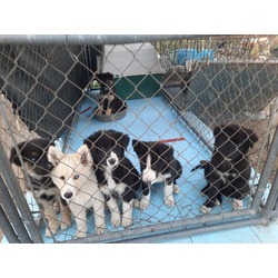 Photo of 5 Mix Breed Large Puppies