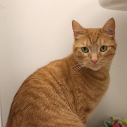 Thumbnail photo of Cheddar #3