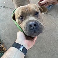 adopt a pet