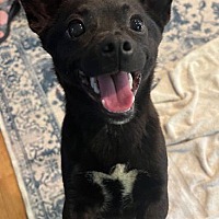 adopt a pet