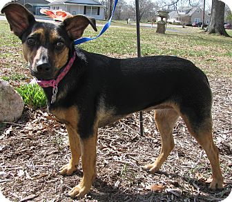 german shepherd feist mix