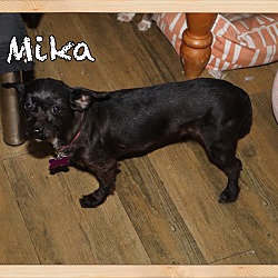 Thumbnail photo of Mika #3