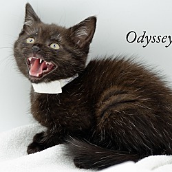 Thumbnail photo of Odyssey #2