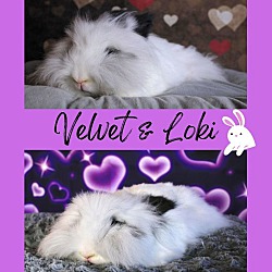 Thumbnail photo of Velvet & Loki #1