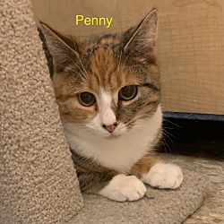 Thumbnail photo of Penny #1