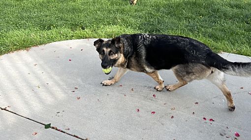 Hagerstown, MD - German Shepherd Dog. Meet Tiera or 