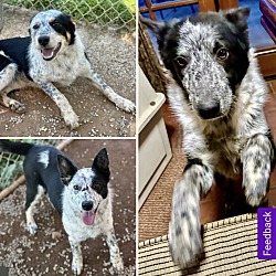 Thumbnail photo of Blue Heeler pups #4