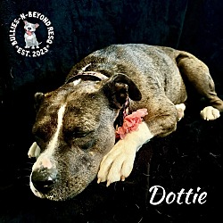 Thumbnail photo of Dottie #3