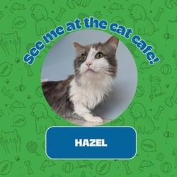 Thumbnail photo of Hazel #1