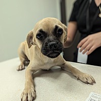 adopt a pet
