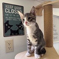 adopt a pet