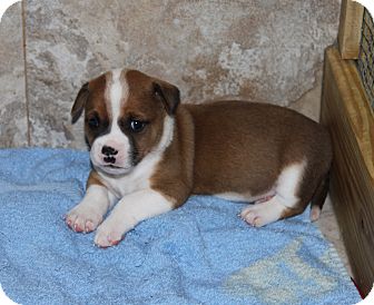 basset hound chow mix