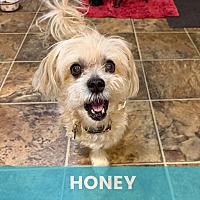 HONEY - Mixed Breed (Small) available for adoption