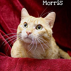 Thumbnail photo of Morris #1