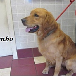 Thumbnail photo of Rambo #3