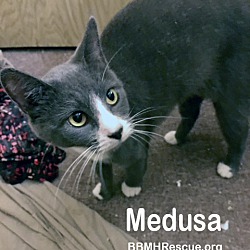 Thumbnail photo of Medusa #2