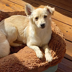 bonded pet photo