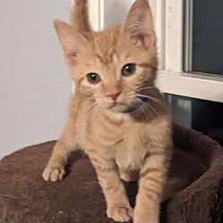 Photo of Brutus