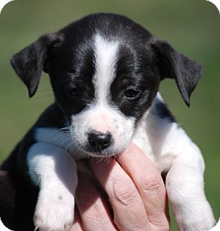 Providence, Ri - Jack Russell Terrier. Meet Oreo A Pet For Adoption.