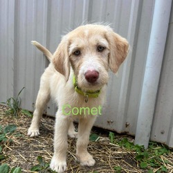 Photo of Comet