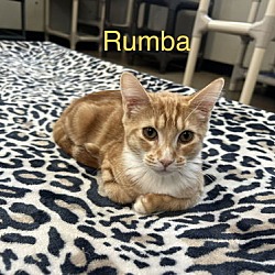 Thumbnail photo of Rumba #2