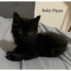 Thumbnail photo of Pippa #3