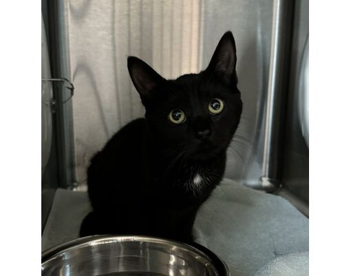 Madison, NJ - Domestic Shorthair. Meet Desk Turtle a Pet for Adoption ...