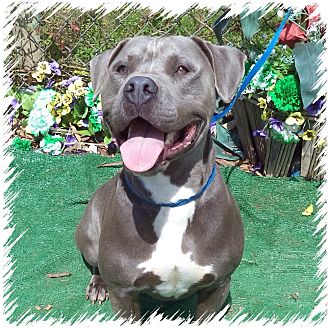 Marietta, GA - Pit Bull Terrier. Meet COLTON- also see TEENA a Pet for ...