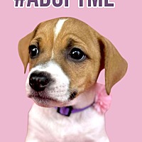 adopt a pet