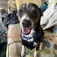 adopt a pet