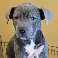 adopt-pet