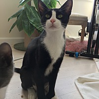adopt a pet