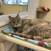adopt-pet