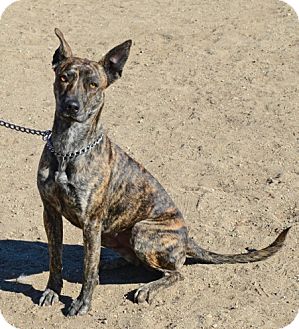 brindle pharaoh hound