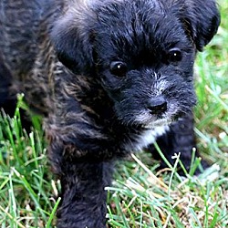 Thumbnail photo of COOPER(ADORABLE "SCHNOODLE"!! #2