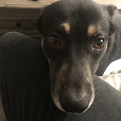 Shiba Inu Puppies For Sale In Chino Hills California