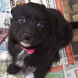 Photo of Holly // ADOPTED