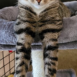 Thumbnail photo of SAMWISE-adopt with Frodo #4