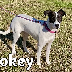 Photo of Pokey in Texarkana AR/TX