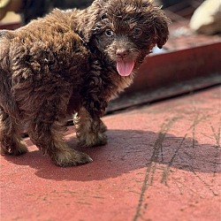 Photo of Copper Apr 24 - A Charlotte Puppy
