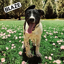 Photo of Blaze