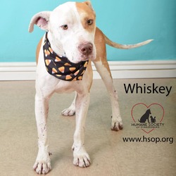 Thumbnail photo of Whiskey #2