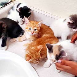 Thumbnail photo of Kittens #1