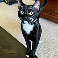 adopt a pet