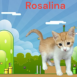 Thumbnail photo of Rosalina #1