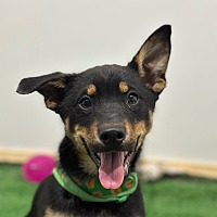 adopt a pet