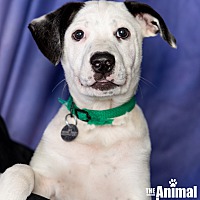 adopt a pet