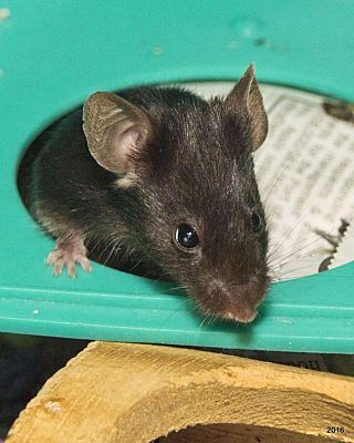 Bellingham, WA - Mouse. Meet Lucy and Ethel a Pet for Adoption ...